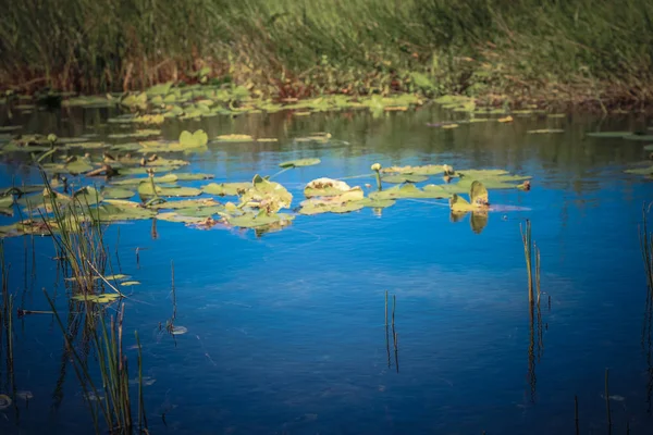 florida everglades gölde güzel sahne