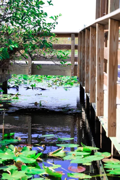 Hermoso Paisaje Lago Everglades Florida Puente Orilla Del Río — Foto de Stock