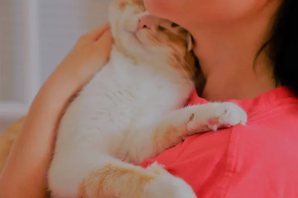 Sevimli kedi tutan kadının yakın çekim görünümü