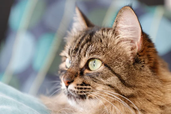 Retrato Gato Fofo Bonito Com Olhos Verdes Vista Lateral — Fotografia de Stock