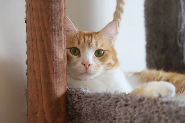 Die Schöne Rote Katze Liegt Ihrem Platz Besonderer Platz Für — Stockfoto