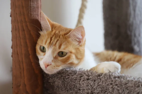 Bonito Gato Vermelho Encontra Seu Lugar Lugar Especial Gato — Fotografia de Stock