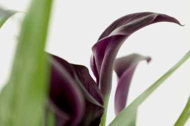 Whait arka planda koyu menekşe callas. Çiçek yaprakları üzerinde su damlaları