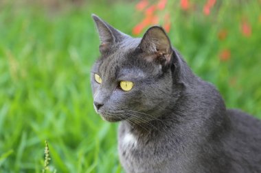 Kır çiçekleri ile bir yaz çayırüzerinde yeşil bir çim enyatıyor gri kedi. Doğa arka planda güzel kedi portresi