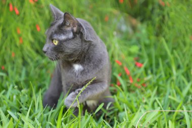 Kır çiçekleri ile bir yaz çayırüzerinde yeşil bir çim enyatıyor gri kedi. Doğa arka planda güzel kedi portresi