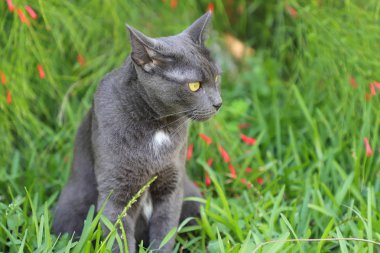 Kır çiçekleri ile bir yaz çayırüzerinde yeşil bir çim enyatıyor gri kedi. Doğa arka planda güzel kedi portresi