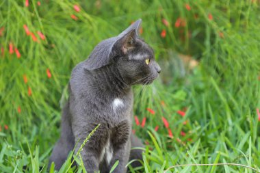 Kır çiçekleri ile yeşil bir çimenlerde yatan gri kedi. Doğa arka planda güzel kedi portresi