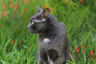 Kır çiçekleri ile yeşil bir çimenlerde yatan gri kedi. Doğa arka planda güzel kedi portresi