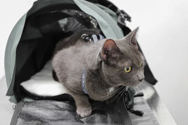 Chat Noir Dans Des Sacs Transport Réception Dans Clinique Vétérinaire — Photo