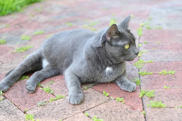 Un chat gris aux yeux verts assis sous les dalles de pavage, un chat couché dans le parc, Chat errant . — Photo