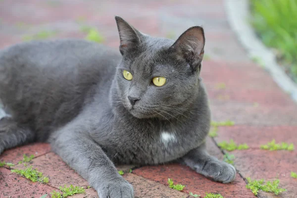 Un chat gris aux yeux verts assis sous les dalles de pavage, un chat couché dans le parc, Chat errant . — Photo