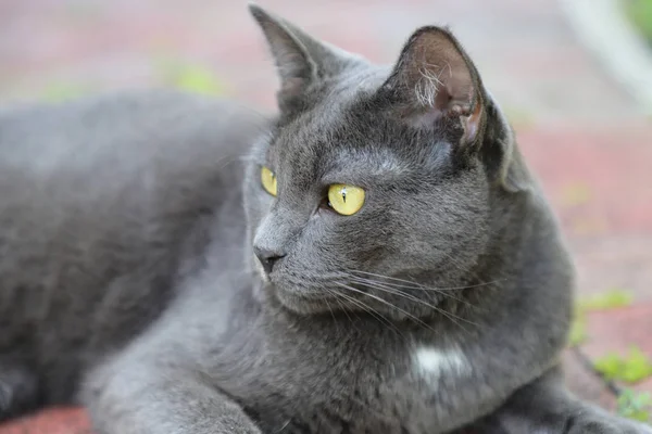Um gato cinza com olhos verdes sentado sob as lajes de pavimentação, um gato deitado no parque, gato Stray . — Fotografia de Stock