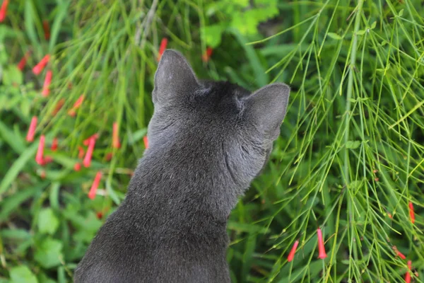 Chat gris couché dans une herbe verte sur une prairie d'été avec des fleurs sauvages. Beau portrait de chat sur fond de nature — Photo