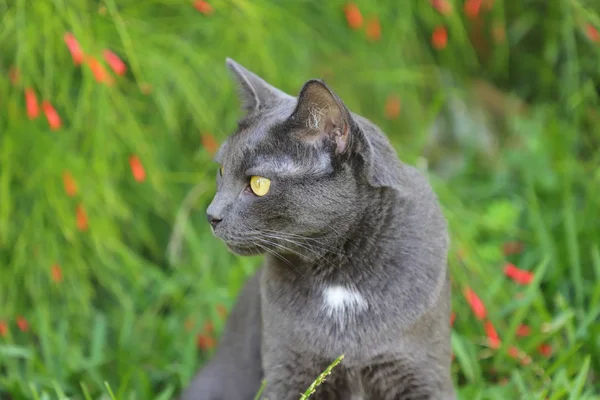 Chat gris couché dans une herbe verte sur une prairie d'été avec des fleurs sauvages. Beau portrait de chat sur fond de nature — Photo