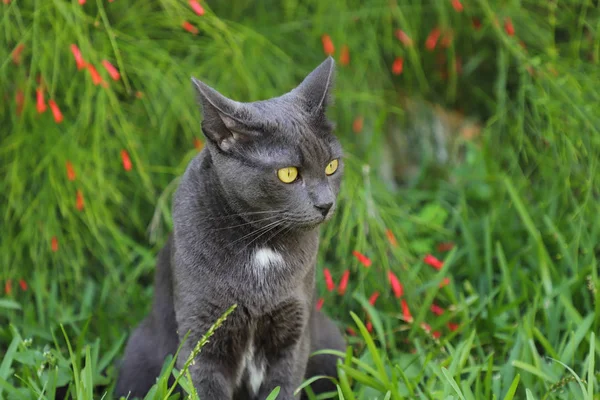 Grey cat lying in a green grass with wildflowers. Beautiful cat portrait on nature background