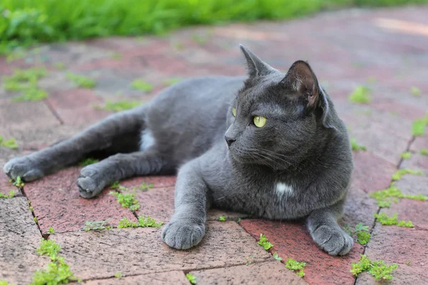 Eine Graue Katze Mit Grünen Augen Sitzt Unter Den Pflasterplatten — Stockfoto