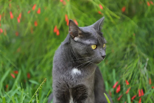 Grey cat lying in a green grass with wildflowers. Beautiful cat portrait on nature background