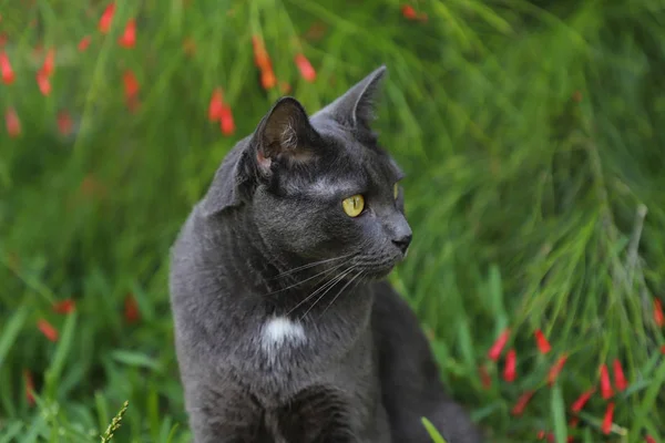 Grey cat lying in a green grass with wildflowers. Beautiful cat portrait on nature background
