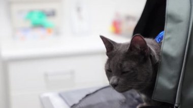 Bir safkan yerli gri kedi Veteriner receptio bir taşıma çantası içinde oturur