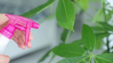 Püskürtücü sulama tesisleri ile kadın el. Bitki bakımı, sağlık, ekoloji.