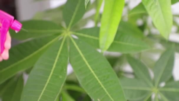 ハウスプラントの葉のクローズアップビュー — ストック動画