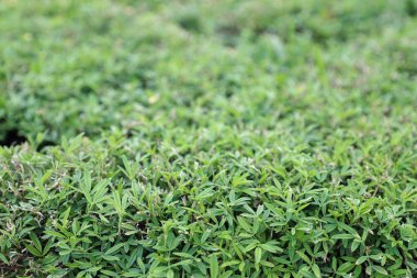 Yeşil bitkilerin yakın çekim şekli, doğa arka planı 