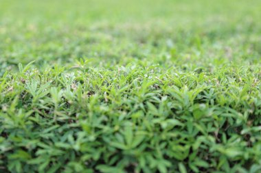 Yeşil bitkilerin yakın çekim şekli, doğa arka planı 