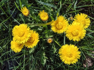 Sarı dandelions bahar günü