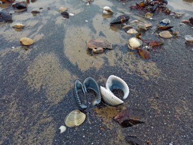 Karadeniz manzara Odessa Ukrayna