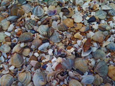 kabuk Karadeniz plaj