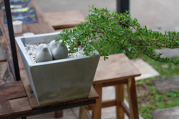 Piccioni Cemento Siedono Vaso Fiori Con Bonsai Tavolo Sedia Legno — Foto Stock