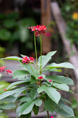 Kraliyet Sarayı, Çiçeklik. Arka plan Bahçe karşı hassas yaprakları çiçek
