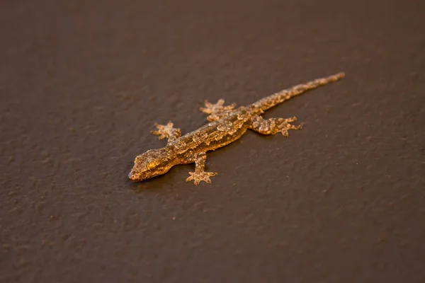 Gekko gecko — Zdjęcie stockowe