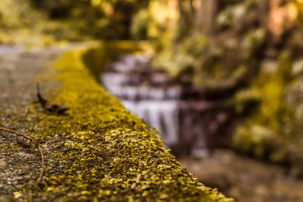 Bir bulanık yeşil renkli ve su ile moss. Moss bu fotoğrafın ana odak olduğunu