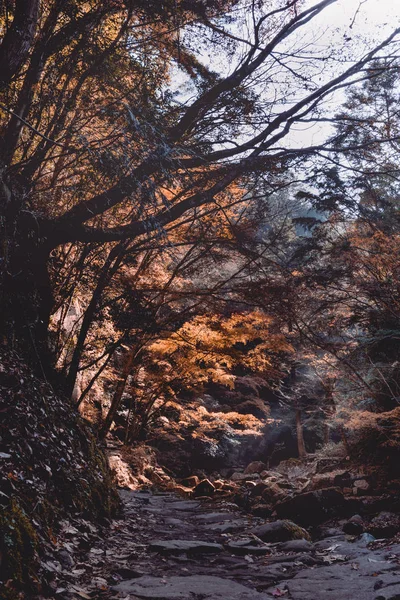 Bir dağda aşağı gelen güneş ışınları ile kırmızı ve sarı yaprakları dolu sonbahar ormanı