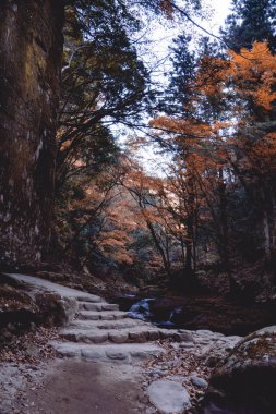 Bir dağda aşağı gelen güneş ışınları ile kırmızı ve sarı yaprakları dolu sonbahar ormanı