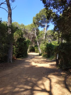 Orman Sainte-Marguerite Adası, Fransa