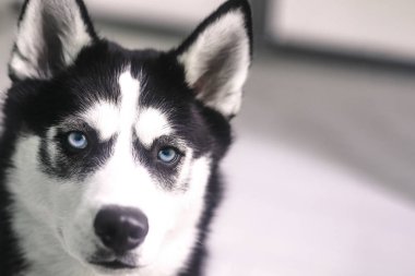 Husky mavi gözlü güzel portre
