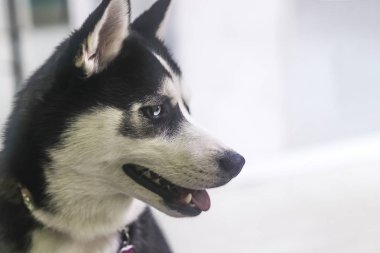 Güzel siyah ve beyaz Husky mavi gözlü bakıyor
