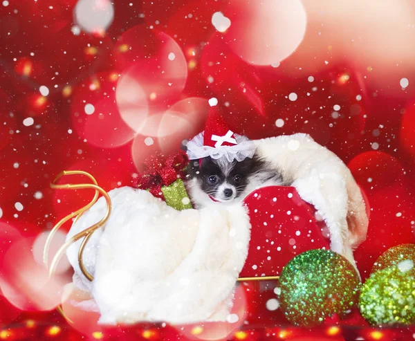 Bir kızak bir Noel kırmızı şerit yay ve yeşil süs eşyaları ile içinde çok güzel siyah ve beyaz Noel Pomeranian köpek yavrusu
