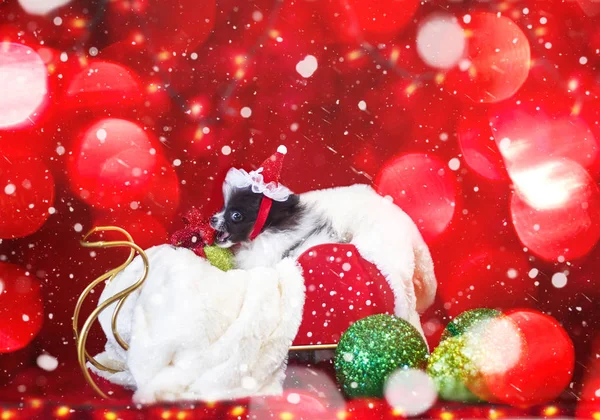 Çok güzel siyah ve beyaz bir Noel kırmızı şerit yay ve yeşil süs eşyaları ile yaramaz olmak bir kızak içinde Noel Pomeranian köpek yavrusu