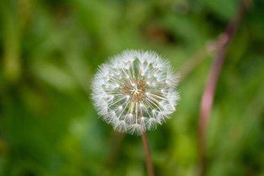 Benim bahçesinden geçen karahindiba, yakın çekim