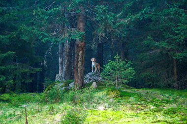 Ormanın içinde ortaya çıkan köpek