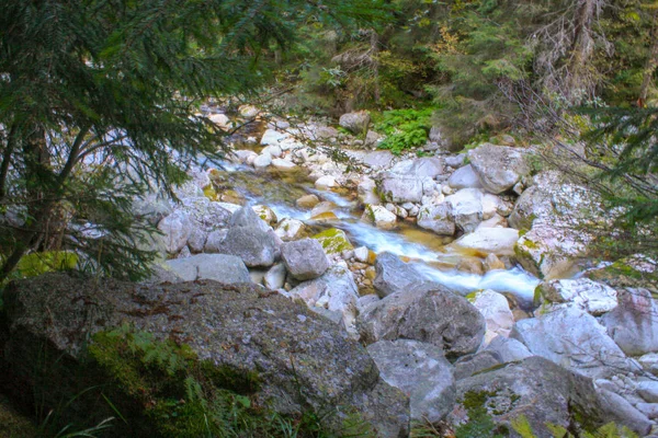 Ruisseau Forestier Dans Parc National Retezat — Photo