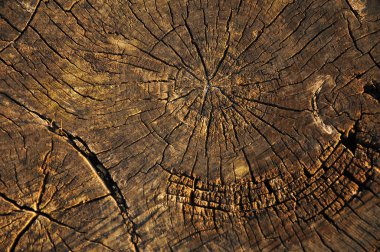 stump, kesilen ağaç dokusuna