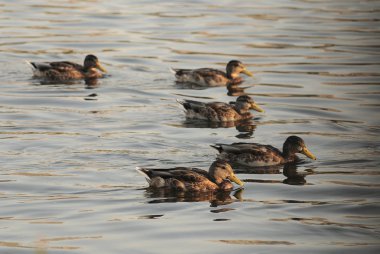 Ördekler nehirde yüzer.