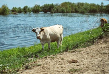 İçki için beyaz inek çıktı