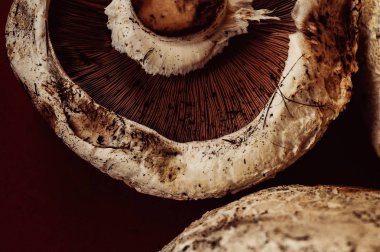 Mantar, yakın çekim ceps, alttan görünüm