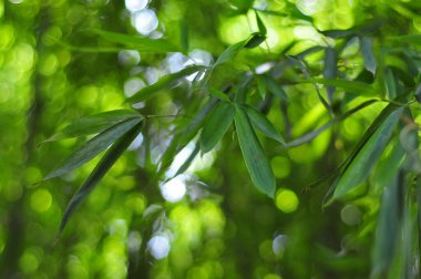 Bambu yaprakları, güzel bokeh