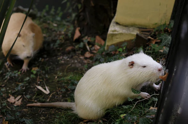 Nutria Beige Zenzero Con Code Lunghe — Foto Stock